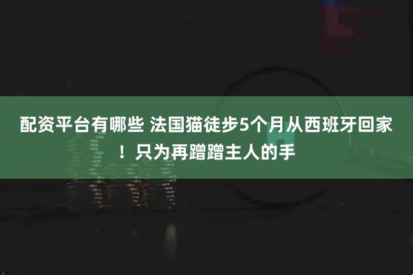 配资平台有哪些 法国猫徒步5个月从西班牙回家！只为再蹭蹭主人的手